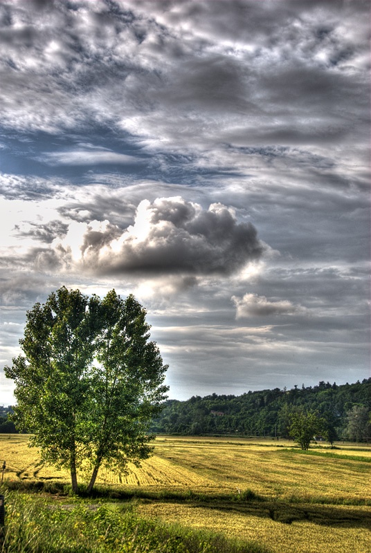 Trees, cornfields and clouds