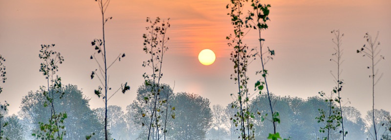 Sunrise among poplars