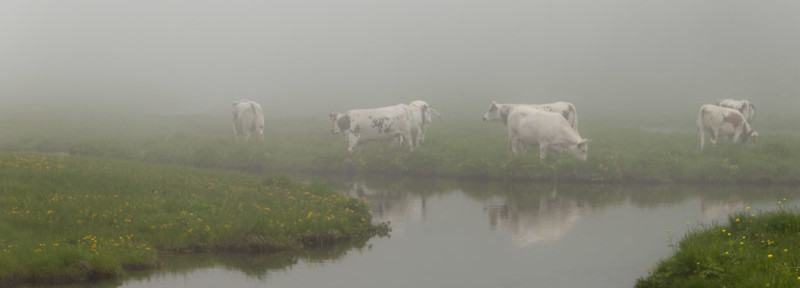Cows in the fog (or in a cloud...)