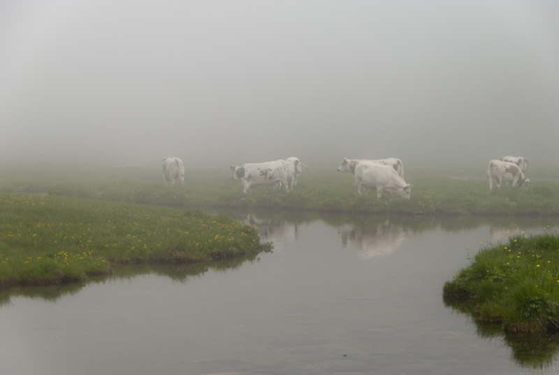 Cows in the fog (or in a cloud…)