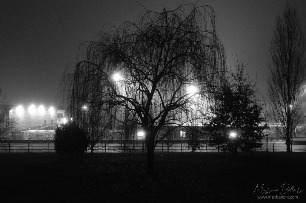 Weeping willow by night